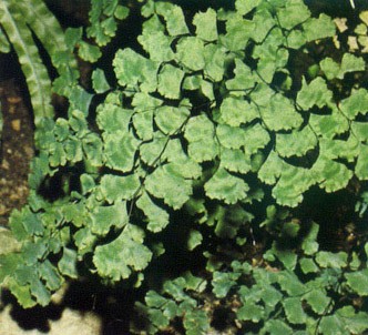 Fotografía de la planta Culantrillo
