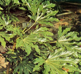 Fotografía de la planta Aralia
