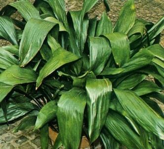 Fotografía de la planta Aspidistra - Hojas de salón