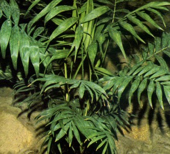 Fotografía de la planta Chamedorea