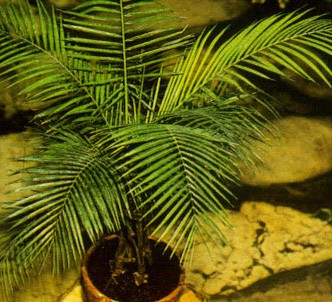 Fotografía de la planta Cocotero