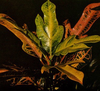 Fotografía de la planta Croton
