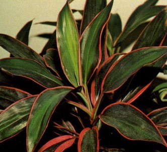 Fotografía de la planta Cordiline