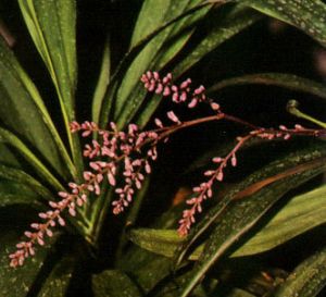 Cordiline crasa