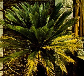 Fotografía de la planta Cica