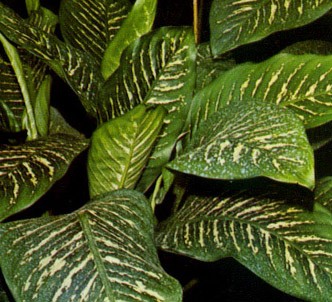 Fotografía de la planta Difenbaquia