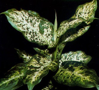 Fotografía de la planta Difenbaquia manchada