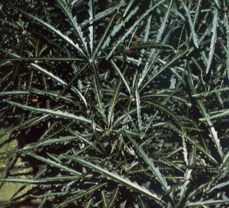 Fotografía de la planta Dicigoteca