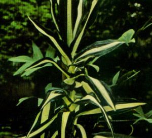 Dracena