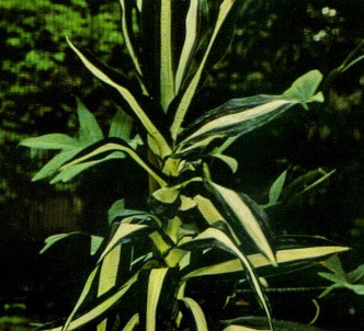 Fotografía de la planta Dracena