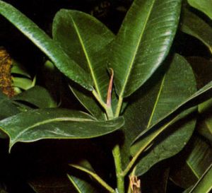 Planta del caucho