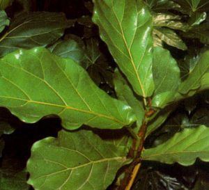 Ficus