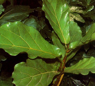 Fotografía de la planta Ficus