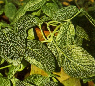Fotografía de la planta Fitonia