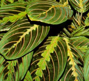 Maranta