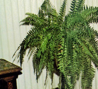 Fotografía de la planta Nefrolepis - Helecho