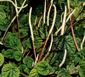 Fotografía de la planta Pimentero