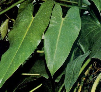 Fotografía de la planta Filodendro