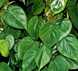 Fotografía de la planta Filodendro trepador