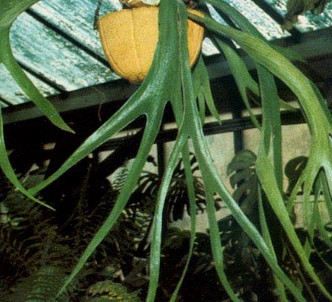 Fotografía de la planta Cuerno de ciervo