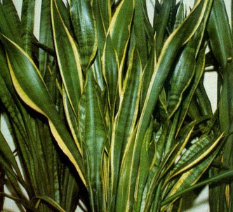 Fotografía de la planta Sanseviera