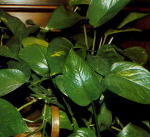 Ecindapso o Pothos Poto
