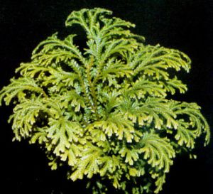 Selaginela
