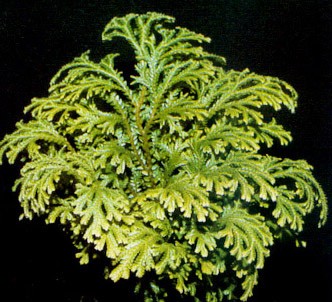 Fotografía de la planta Selaginela