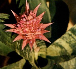Billbergia