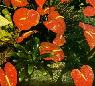 Fotografía de la planta Anturio