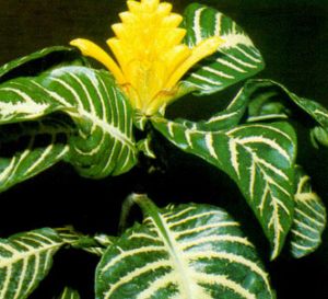 Afelandra