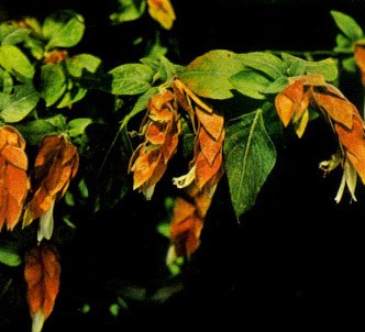 Fotografía de la planta Beloperone