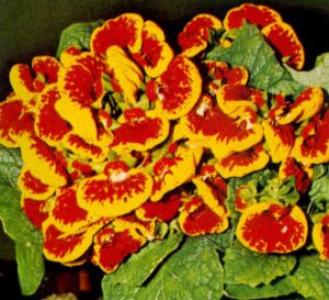 Calceolaria