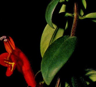 Fotografía de la planta Columnea