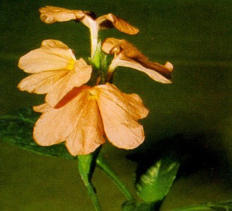 Fotografía de la planta Crosandra