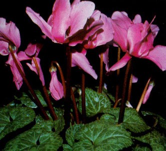 Fotografía de la planta Ciclamen