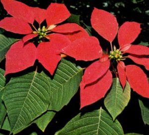 Flor de pascua