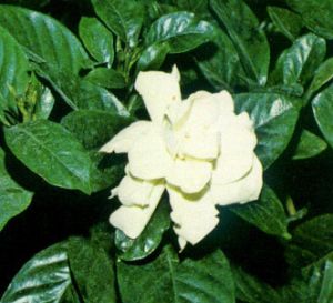 Gardenia