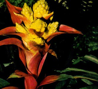 Fotografía de la planta Guzmania