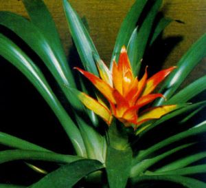 Guzmania menor