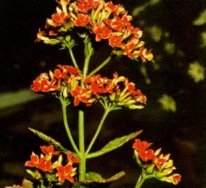 Kalanchoe