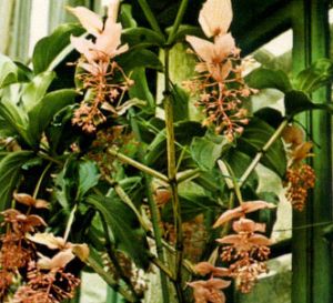 Medinilla