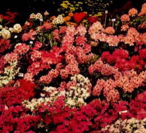 Azalea