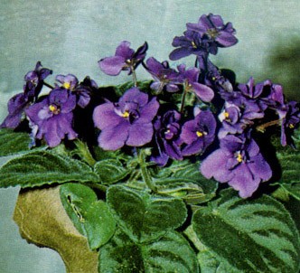 Fotografía de la planta Violeta africana