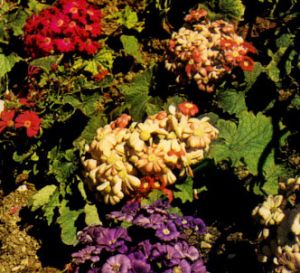 Cineraria