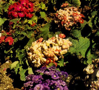 Fotografía de la planta Cineraria