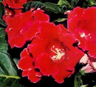 Fotografía de la planta Gloxinia