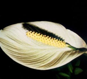 Espatifilo