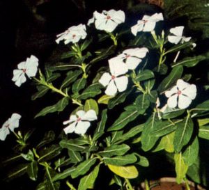 Vincapervinca de Madagascar