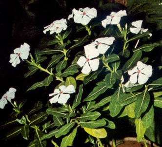 Fotografía de la planta Vincapervinca de Madagascar